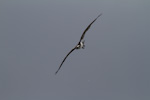 Osprey In Flight